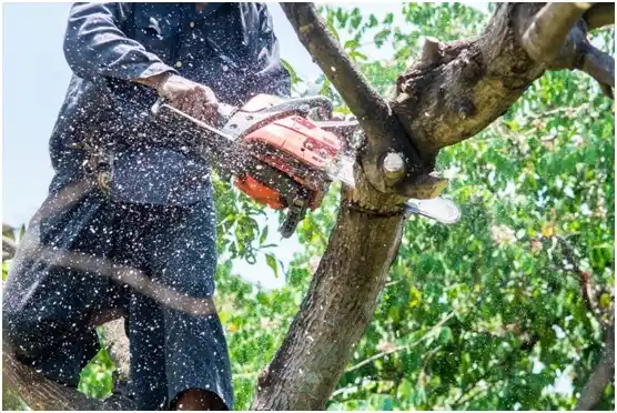 tree services Vernal
